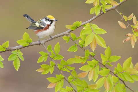 Chestnut-sided Warbler (Setophaga pensylvanica) perched on a branch, Texas, USA