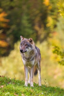 A eurasian gray wolf (Canis lupus lupus) stands on a meadow on a hill with a colourful foliage in