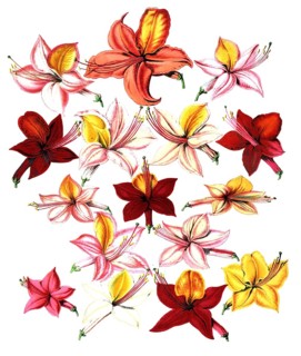 Various blossoms of azaleas, garden azalea, plant and blossom, digitally reworked reproduction of