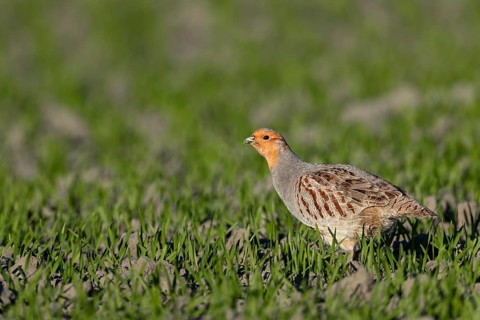 A male grey partridge (Perdix perdix) in breeding plumage searches for food in a grain field,