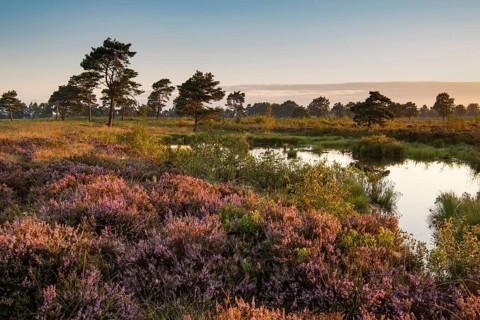 Venner Moor at heather blossom in late summer, Neuenkirchen-Vörden, Lower Saxony, Germany