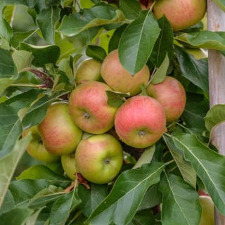 Columnar apple (Malus domestica 'Rhapsodie'),  Germany