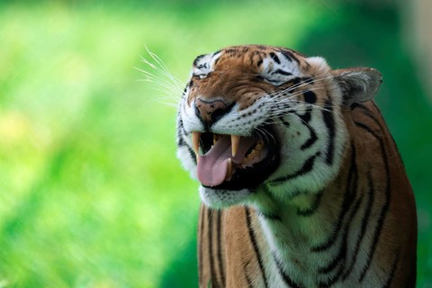 A close-up shot of a Bengal tiger, Panthera tigris tigris, captured mid-yawn against a vibrant