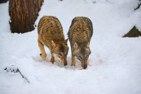 Two wolves, surrounded by snow, exploring the terrain in search of food, winter, wolf (Canis