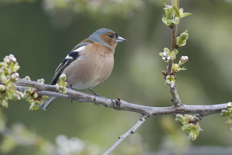 Common Chaffinch (Fringilla coelebs) male, Saxony, Germany