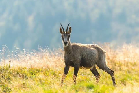 Chamois (Rupicapra rupicapra) on a meadow in the Vosges Mountains, wildlife, France