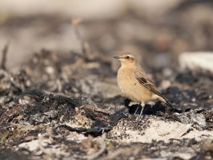 Northern Wheatear (Oenanthe oenanthe), Schleswig-Holstein, Germany
