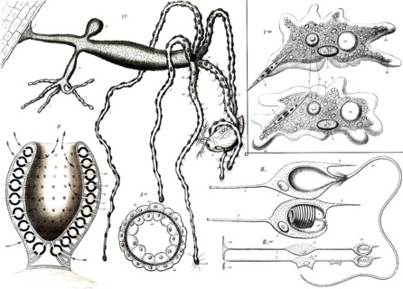 Anatomy of freshwater polyps (genus Hydra), small, tubular cnidarians, reproduction of a historical
