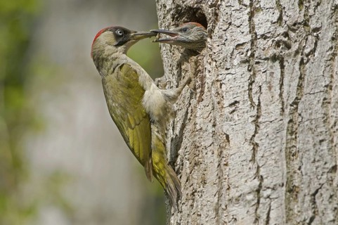 European Green Woodpecker (Picus viridis) juvenile, Saxony, Germany