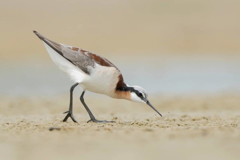 Wilson's Phalarope (Phalaropus tricolor) foraging, Texas, USA