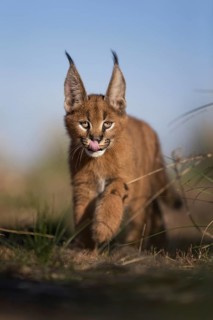 Caracal (Caracal caracal) cub walking and licking its face, Castile-La Mancha, Spain