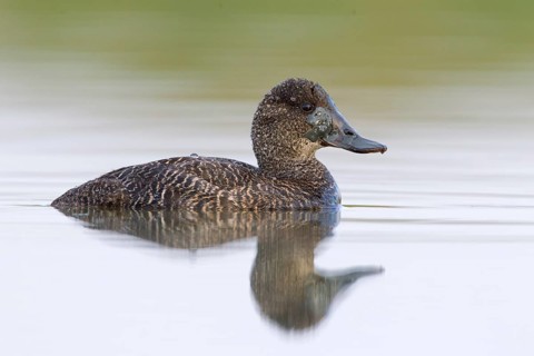 Blue-billed Duck (Oxyura australis) female, Victoria, Australia