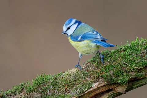 Eurasian Blue Tit (Cyanistes caeruleus) perched on mossy trunk, North Rhine-Westphalia, Germany