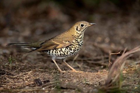 Long-tailed Thrush (Zoothera dixoni), Yunnan, China