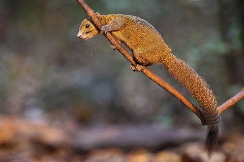 Graubauchhörnchen (Callosciurus caniceps) im Morgenlicht im Regenwald auf Ast kletternd, Kaeng