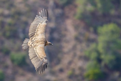 Griffon vulture, (Gyps fulvus), animals, birds, vultures, alworld vulture, hawk family, flight