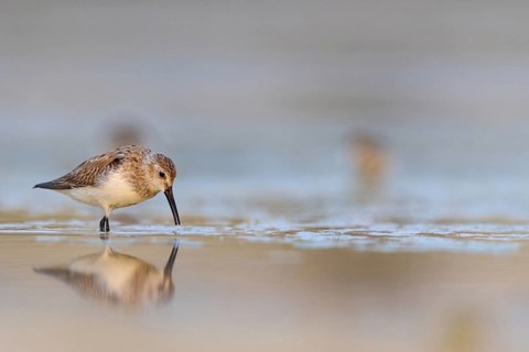 Animal, Animals, Bird, Birds, dunlin (Calidris alpina), Snipe bird, East Khawr / Khawr Ad Dahariz,