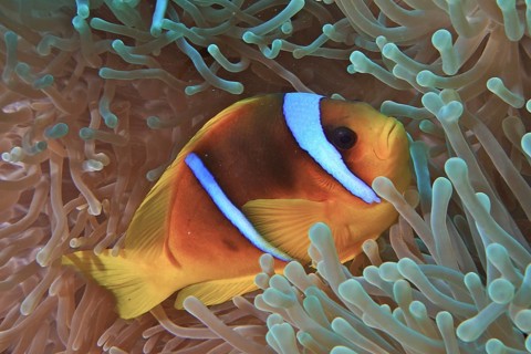 Red sea anemonefish (Amphiprion bicinctus)