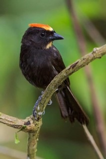 Flame-crested Tanager (Tachyphonus cristatus) perched on a branch in the Atlantic rainforest of