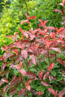 Medlar (Photinia × fraseri 'Camilvy'), Cambridge Botanical Garden, Germany