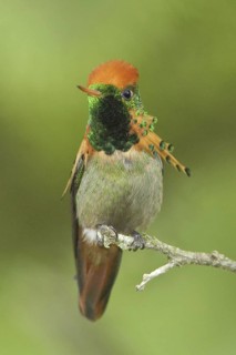 Rufous-crested Coquette (Lophornis delattrei), Trinidad and Tobago