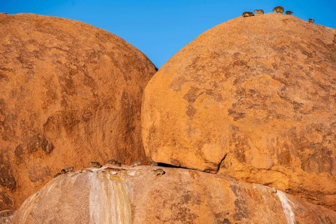 Rock hyrax (Procavia capensis) on a big boulder, Pontok-Berge, Spitzkoppe, Große Spitzkuppe Nature