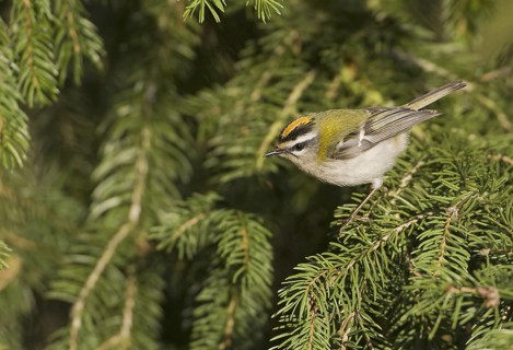 Common Firecrest (Regulus ignicapilla), Saxony, Germany