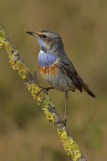 Bluethroat (Luscinia svecica cyanecula) male, Seville, Spain