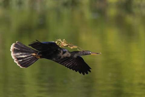 Anhinga (Anhinga anhinga), Florida, USA