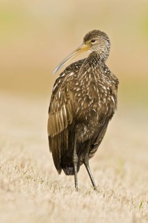 Limpkin (Aramus guarauna), Florida, USA