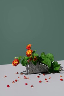 Red and yellow Lantana camara flowers rest on a textured stone against a dark green background.