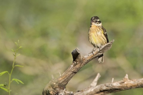 Black-headed Grosbeak (Pheucticus melanocephalus) female, Arizona, USA