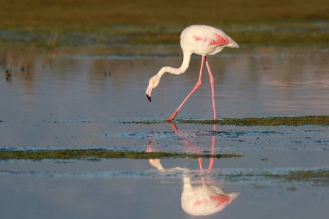 Greater Flamingo (Phoenicopterus roseus) foraging in shallow water, Greece