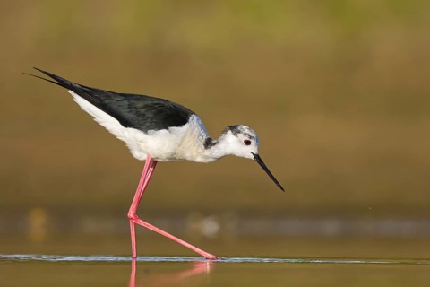 Black-winged Stilt (Himantopus himantopus) male foraging, North Rhine-Westphalia, Germany