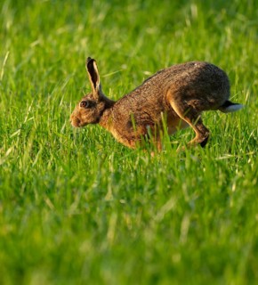 European hare (Lepus europaeus) running across a green meadow, wildlife, Lower Saxony, Germany