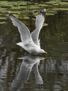 European Herring Gull (Larus argentatus) flying, Schleswig-Holstein, Germany