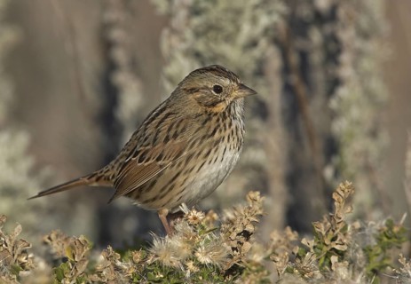 Lincoln's Sparrow (Melospiza lincolnii), California, USA