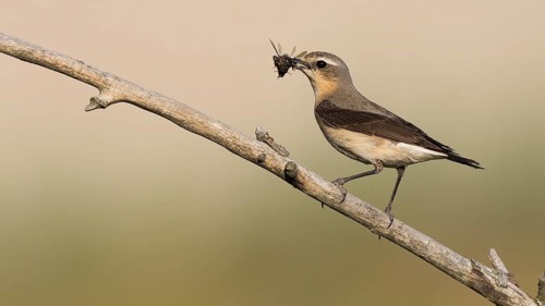Northern Wheatear (Oenanthe oenanthe) male perched on a branch with an insect in its beak,