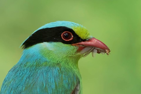Common Green Magpie (Cissa chinensis) with Termites in beak, West Bengal, India