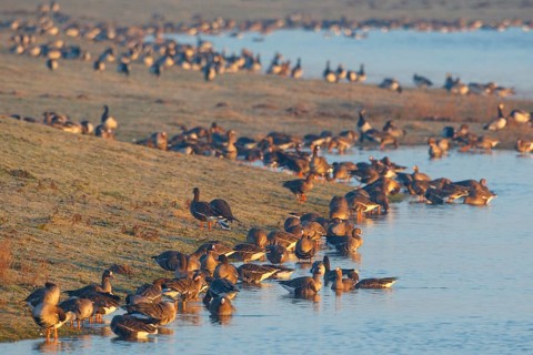 Greater White-fronted Goose & Barnacle Goose (Anser albifrons & Branta leucopsis), North