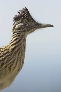 Greater Roadrunner (Geococcyx californianus), Arizona, USA
