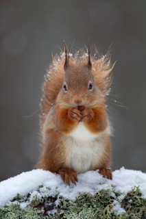 Red squirrel (Sciurus vulgaris) adult animal feeding on a nut on a tree branch covered in snow in