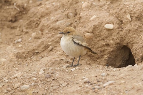Red-rumped Wheatear (Oenanthe moesta) female, Morocco