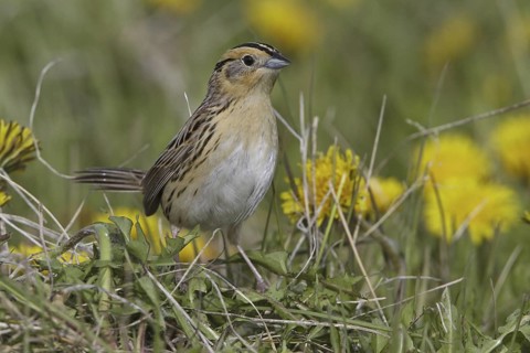 Le Conte's Sparrow (Ammodramus leconteii), Alberta, Canada