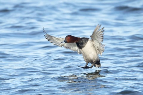 Common pochard (Aythya ferina) adult male duck in flight landing on a lake, England, United Kingdom