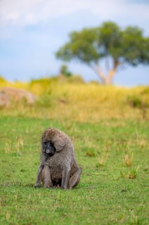 Anubis baboon or green baboon (Papio anubis) foraging in the grass, male, Murchison Falls National