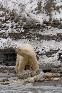 Scavenging polar bear (Ursus maritimus) eating the carcass of a stranded dead minke whale on the