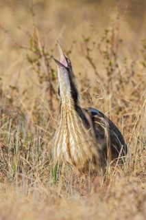 American bittern (Botaurus lentiginosus) on the tundra near Churchill, Manitoba, Canada