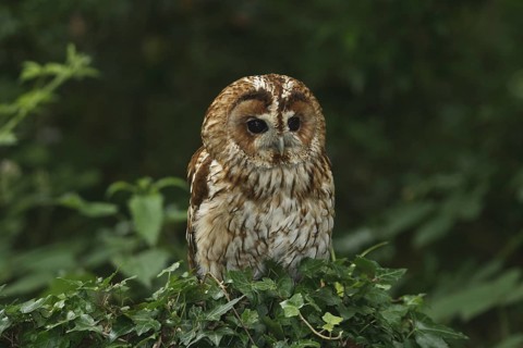 Tawny Owl (Strix aluco), Wales, United Kingdom