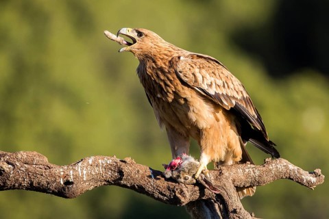 Spanish Imperial Eagle (Aquila adalberti) juvenile feeding perched on a branch, Andalusia, Spain